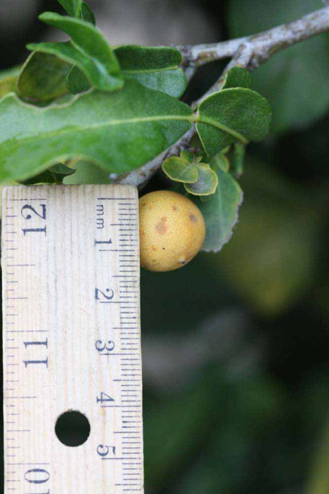            Fruit of  Citropsis gilletiana           (Riverside, CA)   